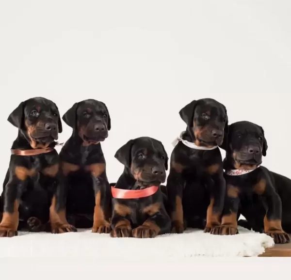 Çiftliğin Efsane Doberman Yavruları Kapıda Ödemeli