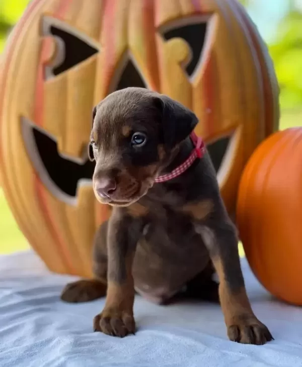 Çiftliğin Efsane Doberman Yavruları Kapıda Ödemeli