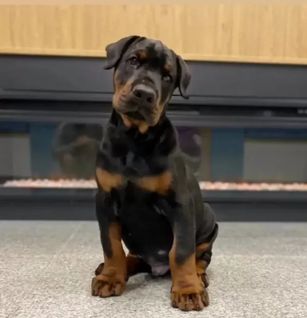 Çiftliğin Efsane Doberman Yavruları Kapıda Ödemeli