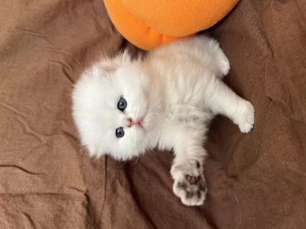 British Longhair Son Yavrular