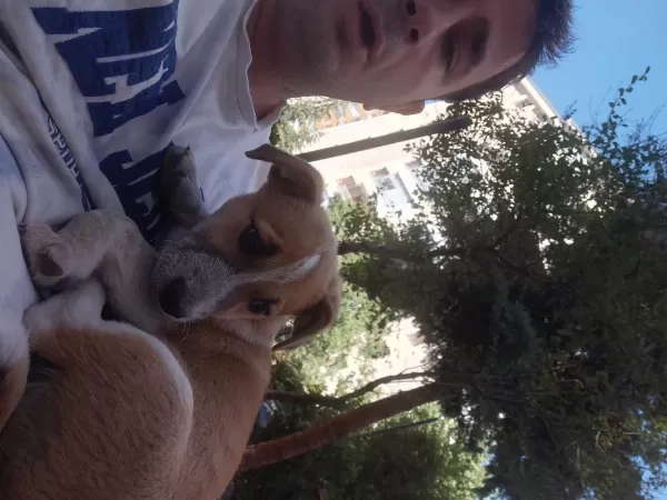 Yavru Fino Köpeğimi Sahiplendiriyorum