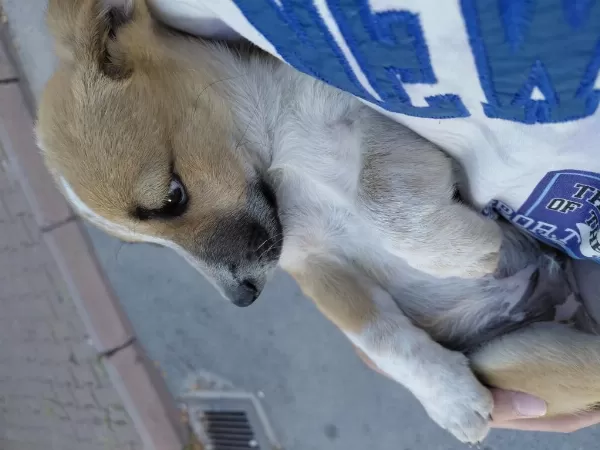 Yavru Fino Köpeğimi Sahiplendiriyorum