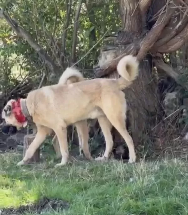 Domuza Kurda Garantili Sürü Köpekleri