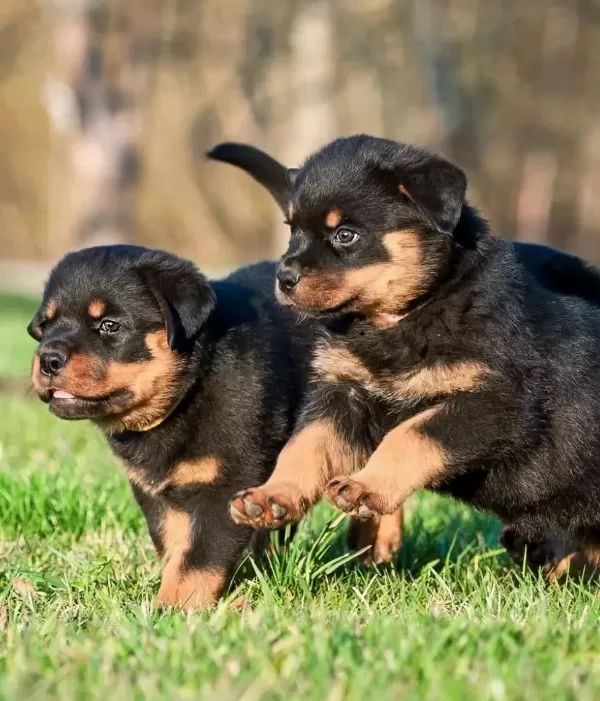 Profesyonel Üretim Çiftliğinden Rottweiler Kapıda Ödeme