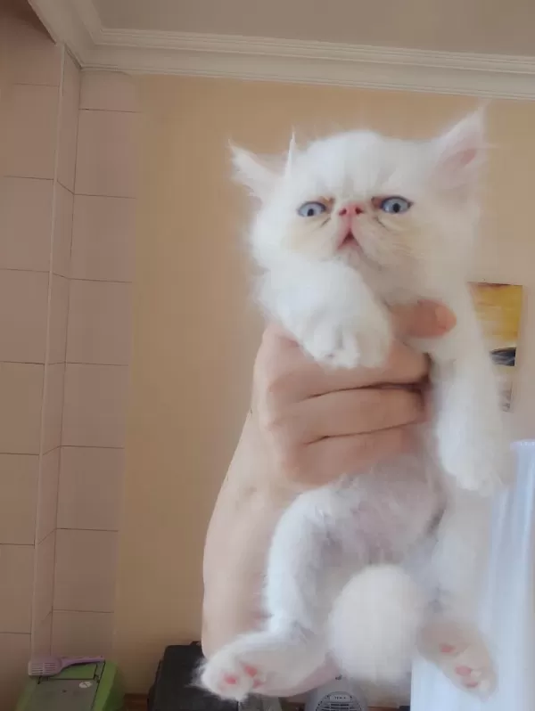 Persian Bebekler Uygun