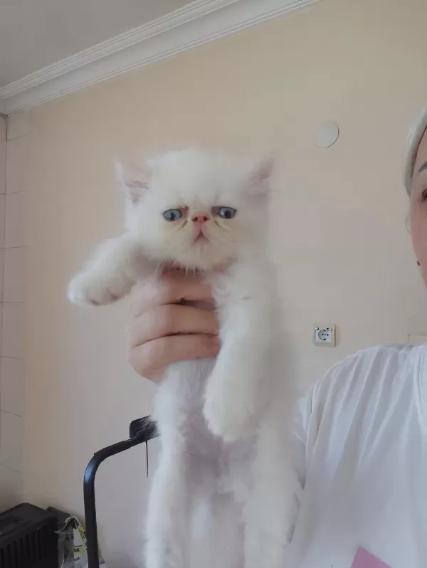 Persian Bebekler Uygun