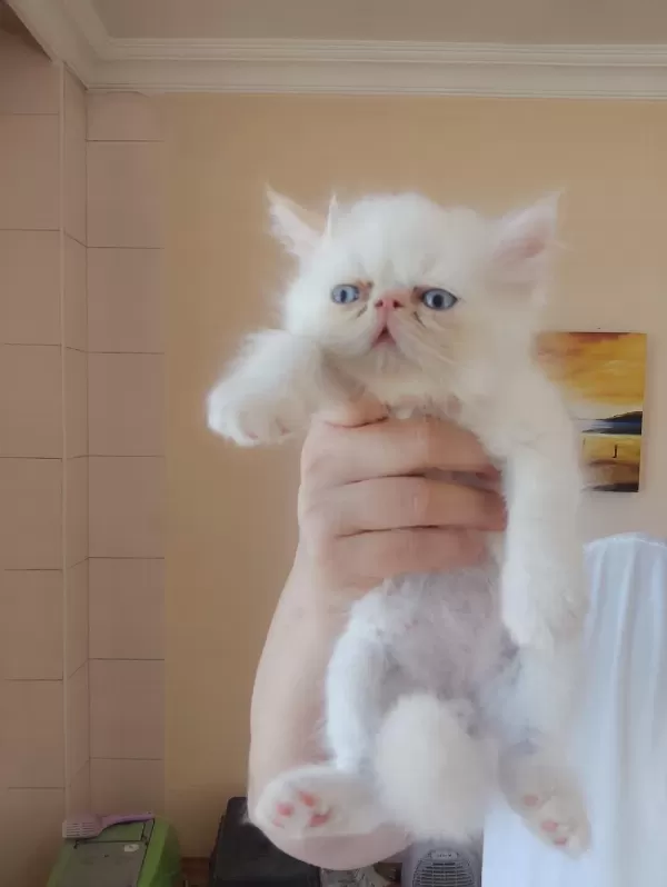 Persian Bebekler Uygun