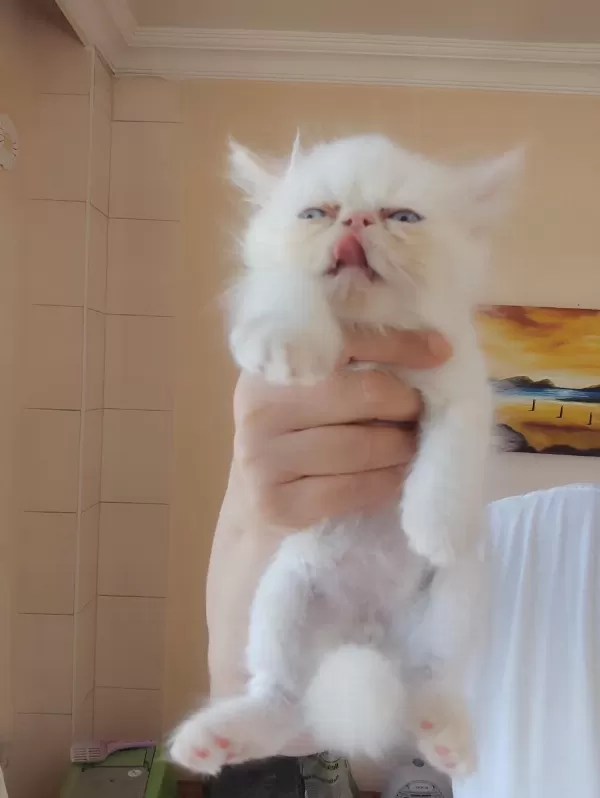 Persian Bebekler Uygun