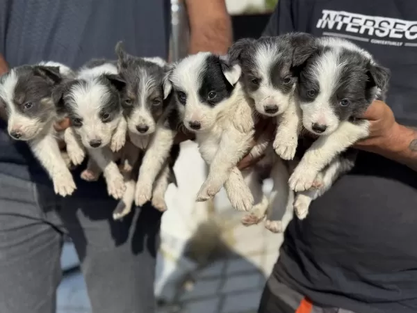 Safkan Aşılı Karneli Border Collie Yavrularımız
