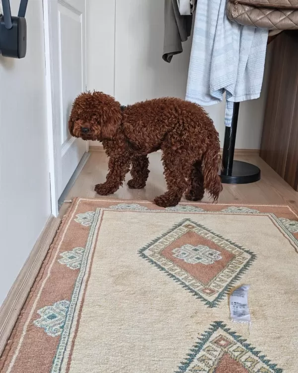 Poodle Köpeğimiz Yeni Sahibini Arıyor