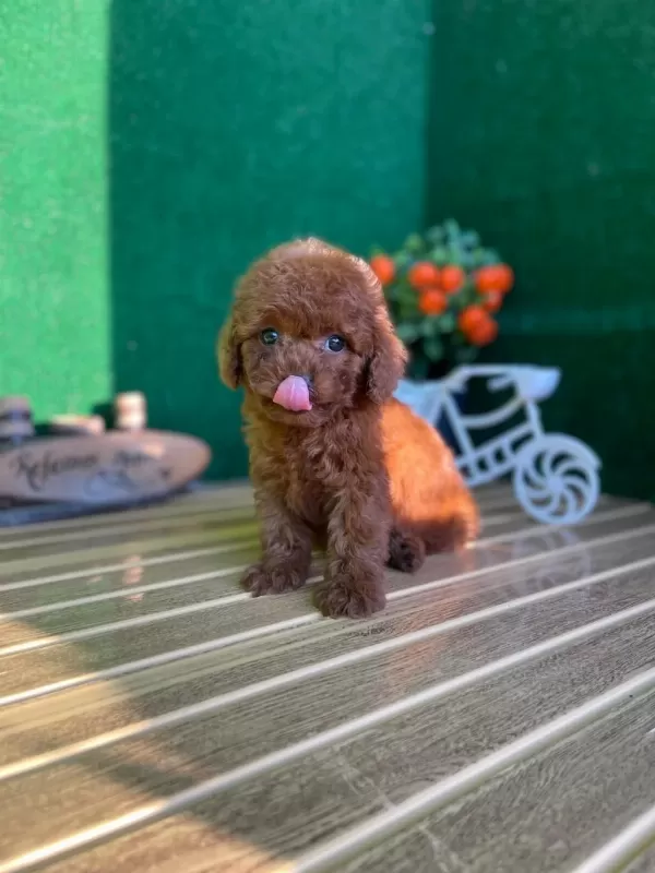 Toy Poodle Bebekler Referans Yavrular