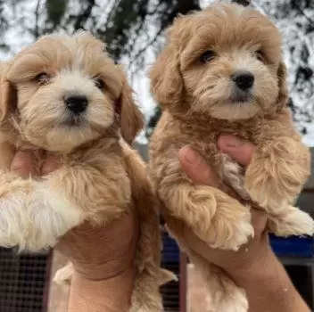 Elit Patiler Farkıyla Maltipoo Yavrular