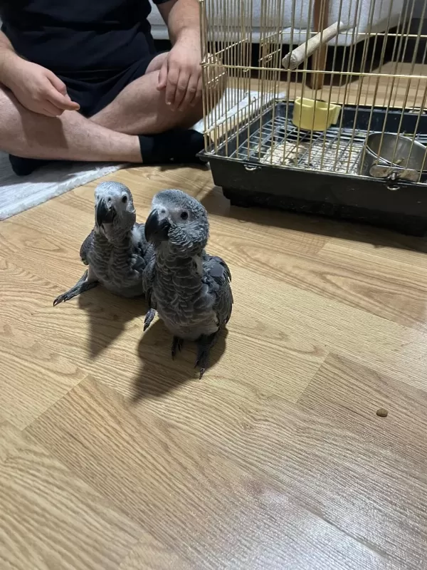 Yeme Düşmüş Bebek Jako