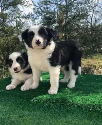 İrk Ve Sağlık Garantili Border Collie Yavrular