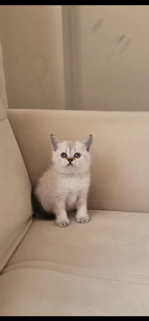 Ayı Surat Point Yavru Kediler