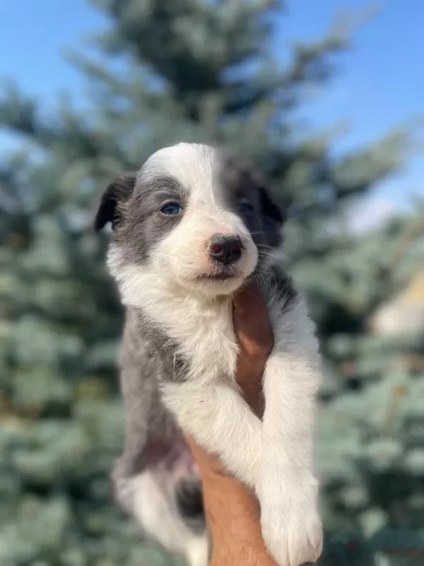 Çok Özel Nadir Olan Blue Border Collie Yavrularımız