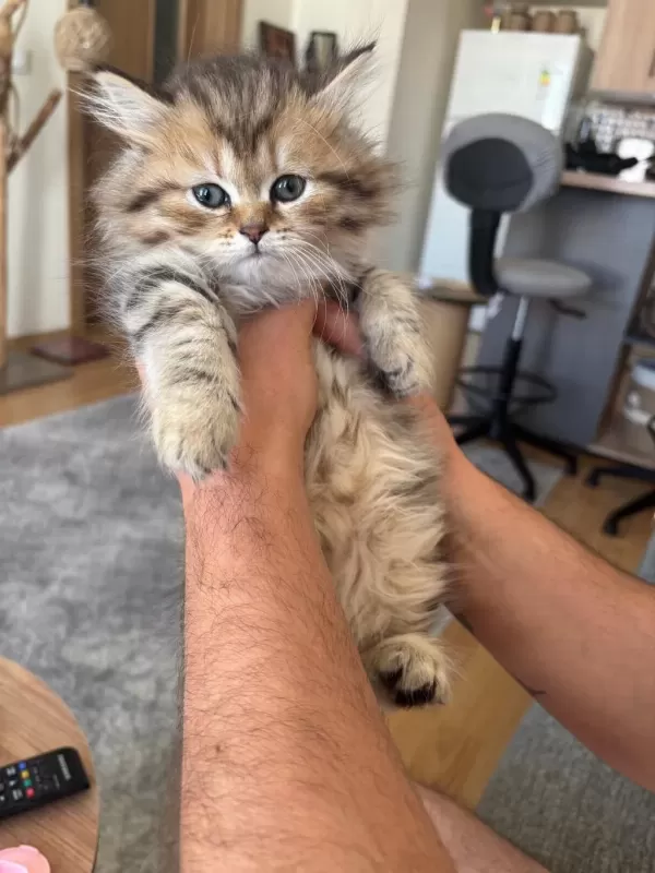 Black Golden British Longhair
