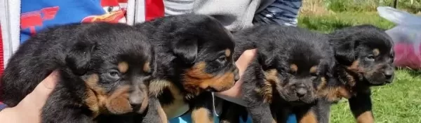 Macar Kafa Rotweiler