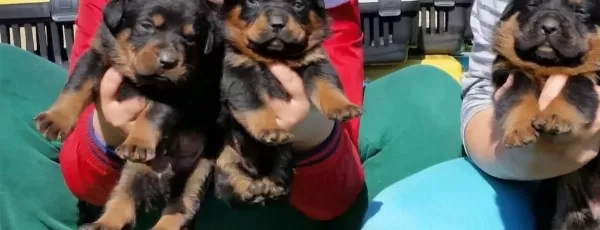 Macar Kafa Rotweiler