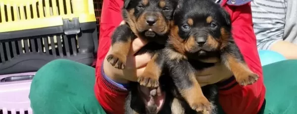 Macar Kafa Rotweiler