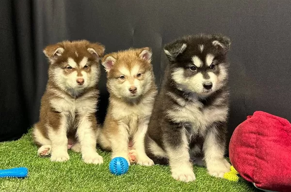 Kutuplardan Gelen Soğuk Güzellik Alaskan Malamute Yavruları