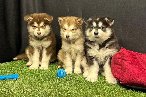 Kutuplardan Gelen Soğuk Güzellik Alaskan Malamute Yavruları