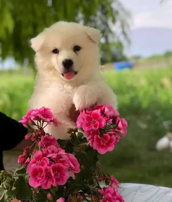 Ayı Surat Samoyed Bebekler