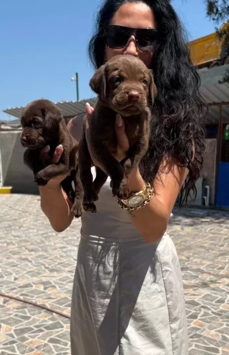 Labrador Retriver Yavrularım Sağlık Ve Irk Garantilidir