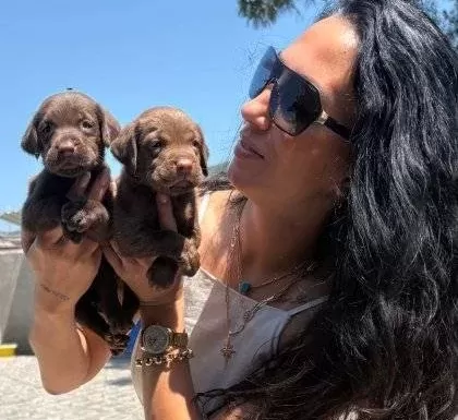 Labrador Retriver Yavrularım Sağlık Ve Irk Garantilidir