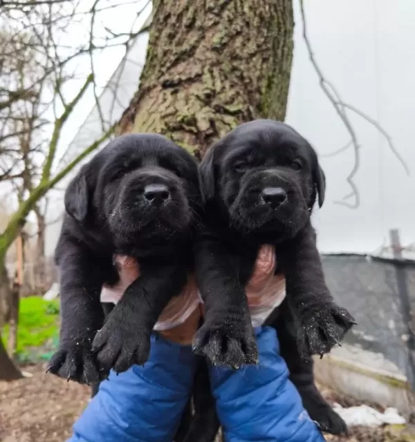 Labrador Bebekler