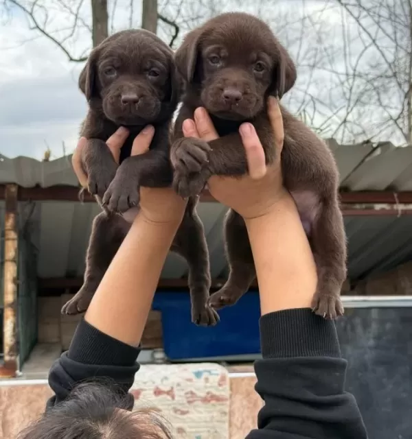 Labrador Bebekler