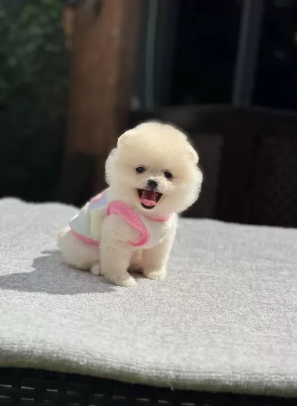 Orjinal Pomeranian No Yavrumuz Lülü