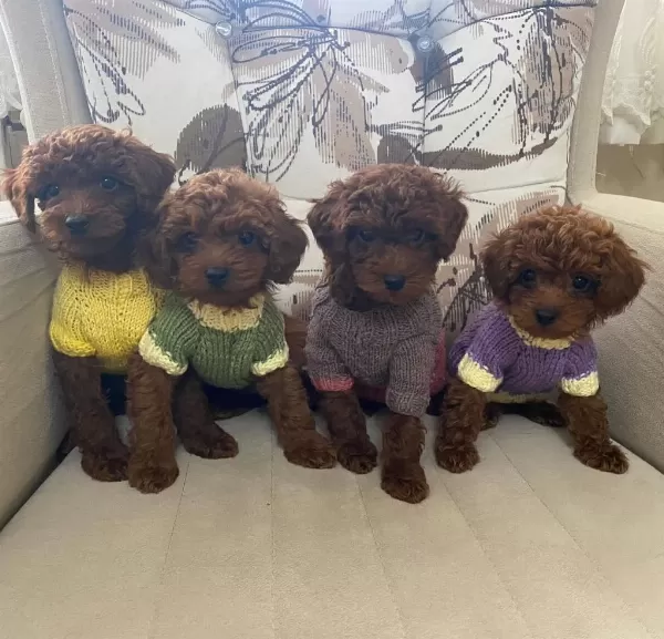 Wc Eğitimli Ev Ortamina Uygun Poodle Bebek