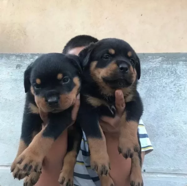 A Scrli Anne Babadan Rottweiler Yavrular Kapıda Ödeme
