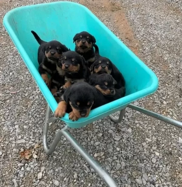A Scrli Anne Babadan Rottweiler Yavrular Kapıda Ödeme