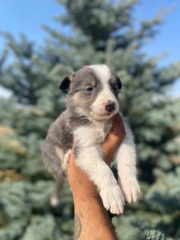 Border Collie Yavrularımızı Görüp Ala Bilirsiniz