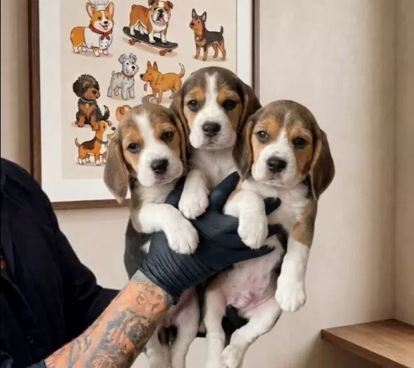 Aileye Neşe Katacak Safkan Elizabeth Beagle Yavruları
