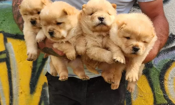 Chow Chow Bebekler