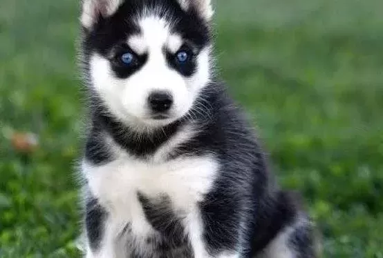 Safkan Si̇bi̇rya Kurdu Husky Yavrular