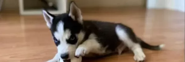 Safkan Si̇bi̇rya Kurdu Husky Yavrular
