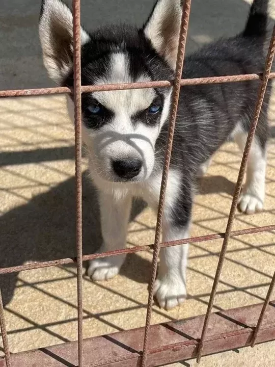 Safkan Si̇bi̇rya Kurdu Husky Yavrular