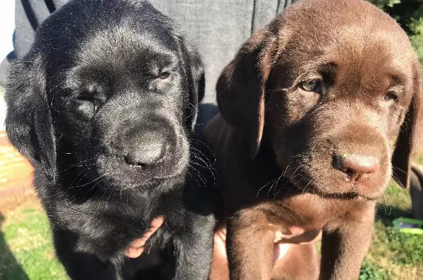 Cikolata Siyah Krem Şampanyayı Labrador Yavrularımız