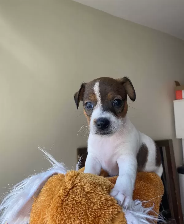 Orjinal Jack Russel Yavrular