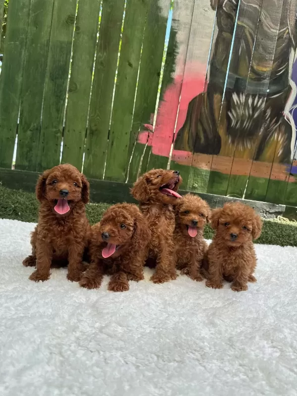 Güzellik Abidesi Poodle Bebekler