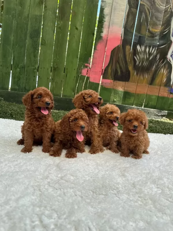 Güzellik Abidesi Poodle Bebekler