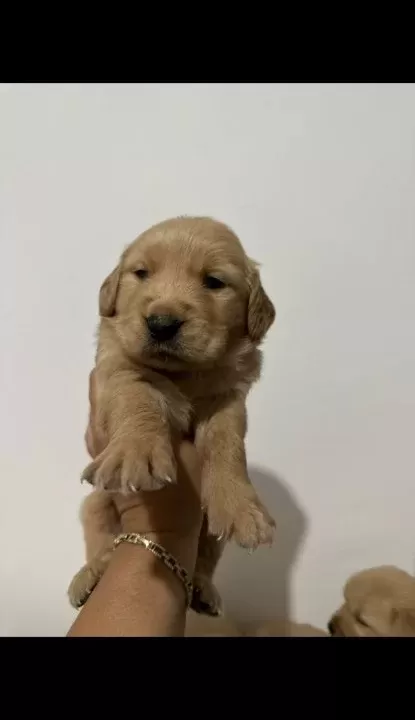 Bebek Yüzlü Golden Retriever Yavruları
