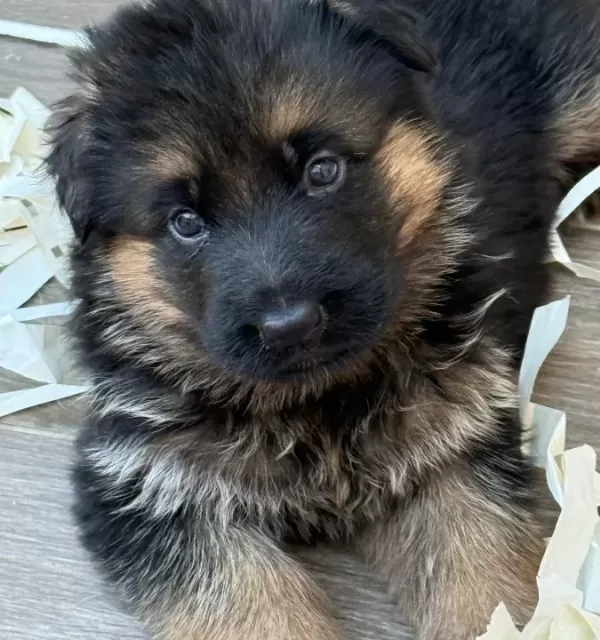 Scr Li Alman Kurdu Yavruları