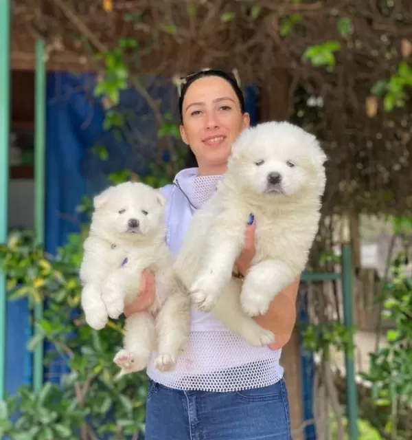 Samoyed Yavrularım Sağlık Ve Irk Garantilidir