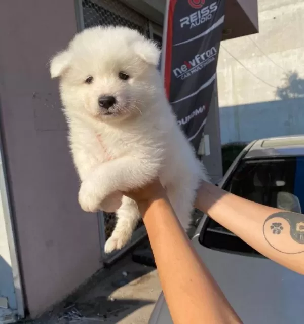 Samoyed Yavrularım Sağlık Ve Irk Garantilidir