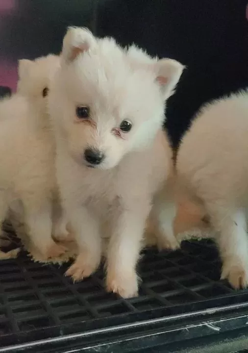 Samoyed Yavrularım Sağlık Ve Irk Garantilidir